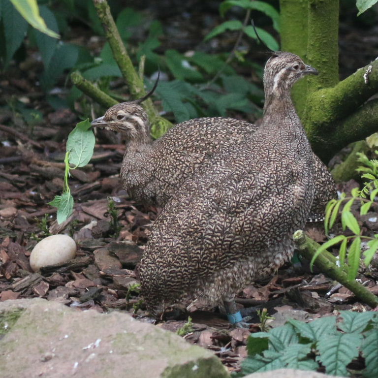 Solitary Tinamous with duck egg