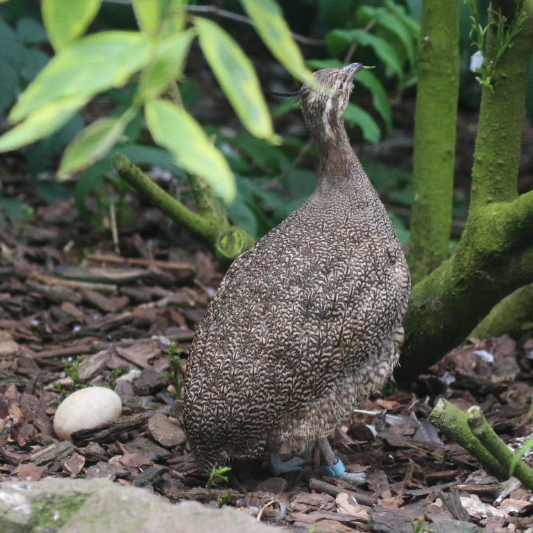 Elegant Crested Tinamou