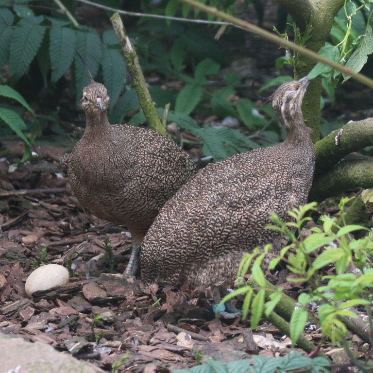 Elegant Crested Tinamou