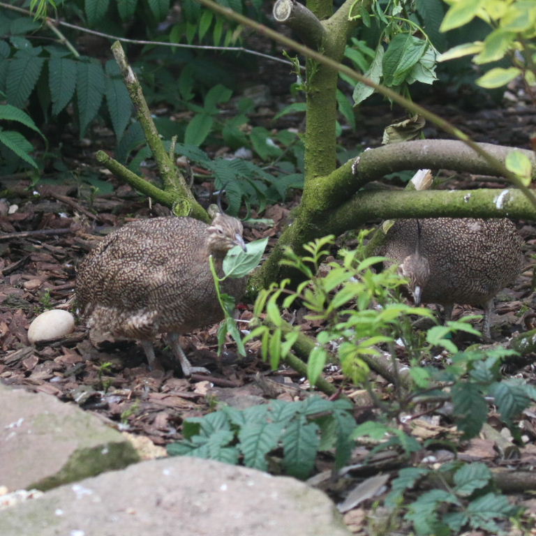 Elegant Crested Tinamou
