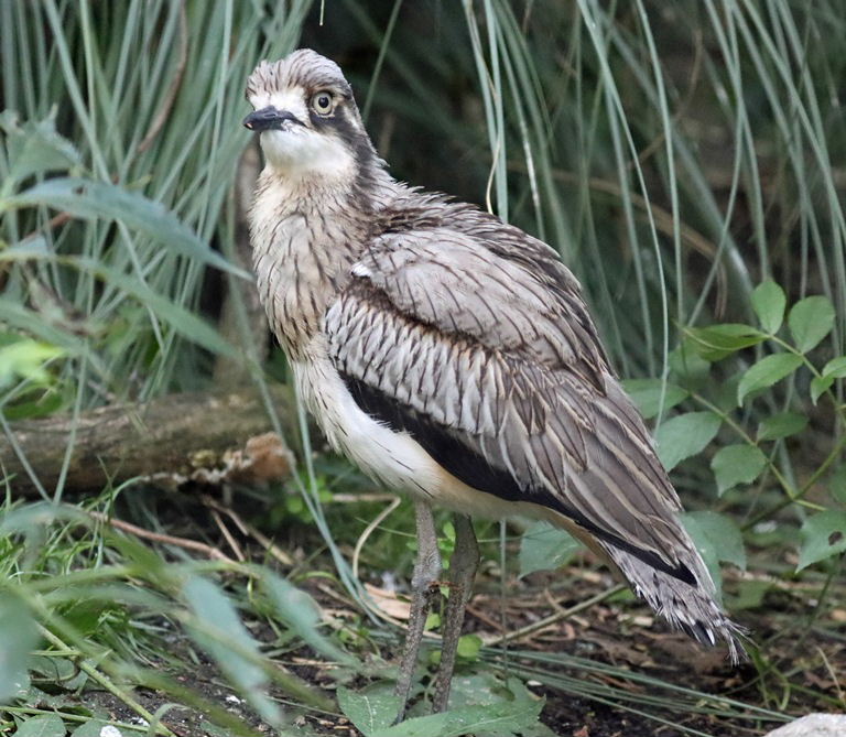 Bush Stone-curlew
