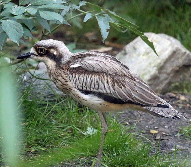 Bush Stone-curlew