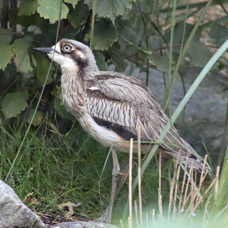 Bush Stone-curlew