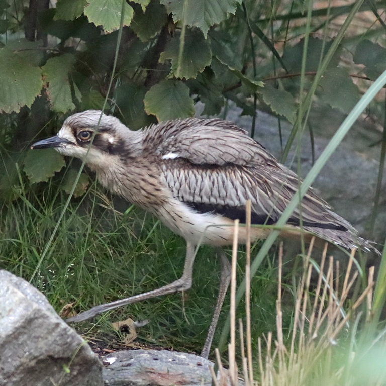 Bush Stone-curlew