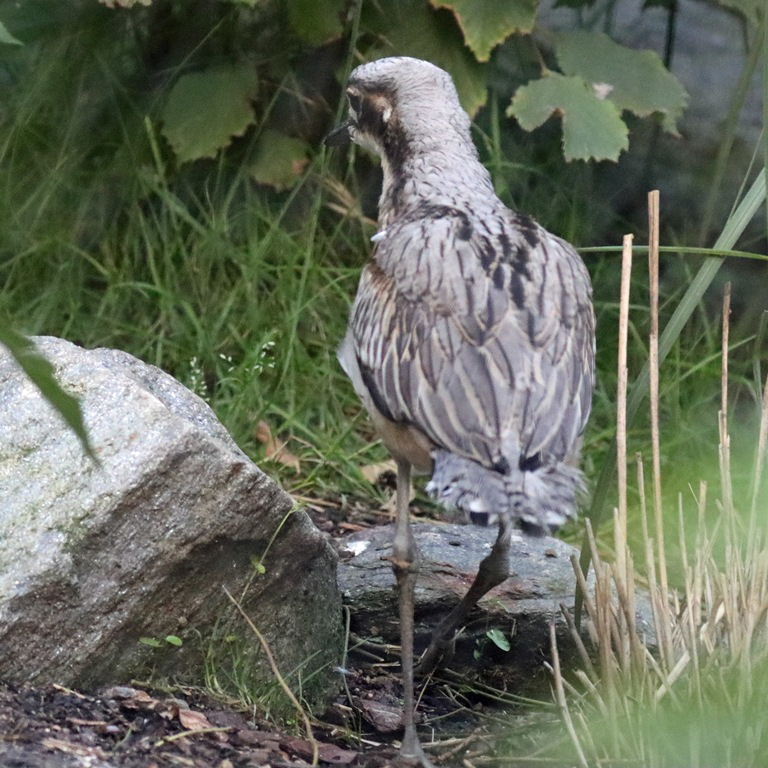Bush Stone-curlew