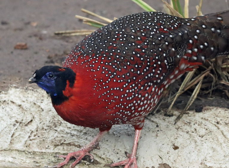 Satyr Tragopan male