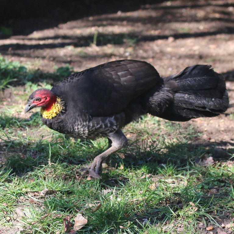 Brush Turkey