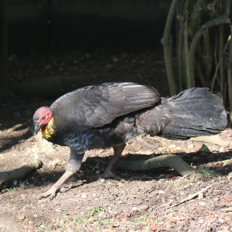 Brush Turkey