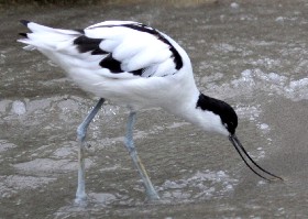 Avocet