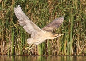 Bittern