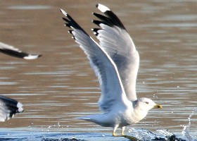 Common Gull