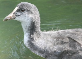 young Coot