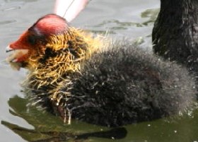 Coot chick