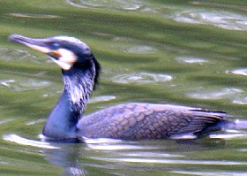 Cormorant