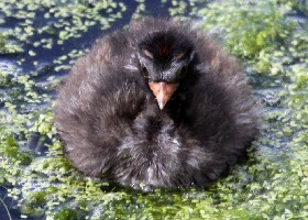 Dabchick chick