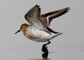 Dunlin