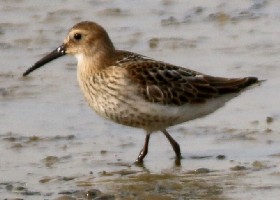 Dunlin