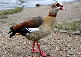 Egyptian Goose