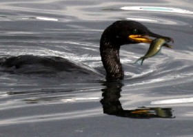 European Shag