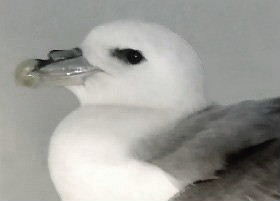 Fulmar