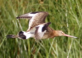 Black-tailed Godwit