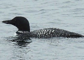 Great Northern Diver