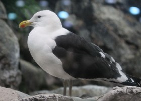 Great Black-backed Gull