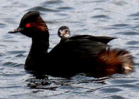 Black-necked Grebe