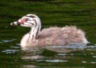 Great Crested Grebe chick