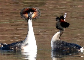 Great Crested Grebe