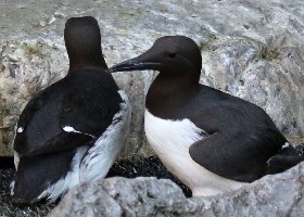 Common Guillemot