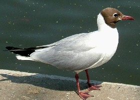 Black-headed Gull