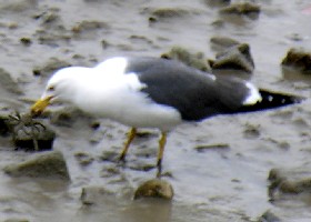 Lesser Black-backed Gull