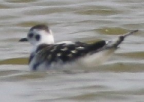 Little Gull juvenile