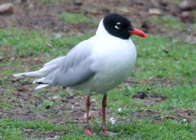 Mediterranean Gull