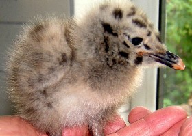 Herring Gull chick