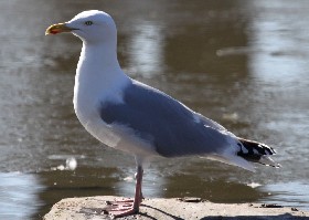 Herring Gull