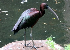 Glossy Ibis