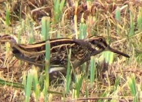 Jack Snipe