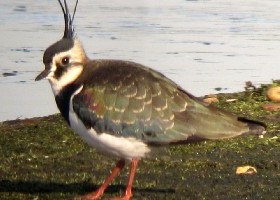 Lapwing