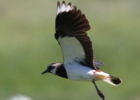 Lapwing in flight