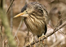 Little Bittern