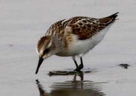 Little Stint