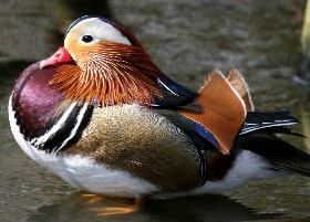 Mandarin duck