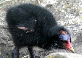 Moorhen chick