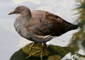 juvenile Moorhen