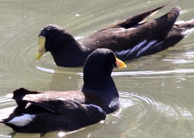 yellow-billed Moorhen