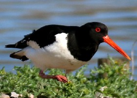 Oystercatcher