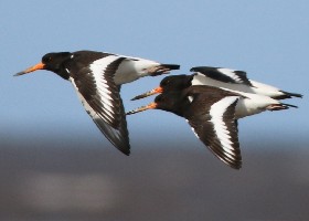 Oystercatcher