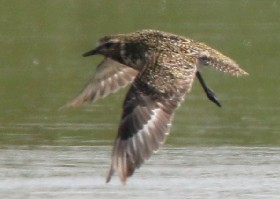 Golden Plover